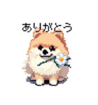 ドット絵 ポメラニアン 日常会話 40種 犬（個別スタンプ：27）