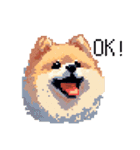 ドット絵 ポメラニアン 日常会話 40種 犬（個別スタンプ：28）