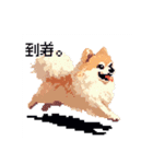 ドット絵 ポメラニアン 日常会話 40種 犬（個別スタンプ：29）