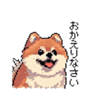 ドット絵 ポメラニアン 日常会話 40種 犬（個別スタンプ：31）