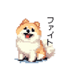 ドット絵 ポメラニアン 日常会話 40種 犬（個別スタンプ：33）