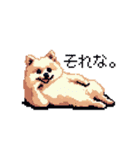 ドット絵 ポメラニアン 日常会話 40種 犬（個別スタンプ：34）