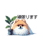 ドット絵 ポメラニアン 日常会話 40種 犬（個別スタンプ：35）