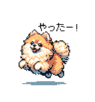 ドット絵 ポメラニアン 日常会話 40種 犬（個別スタンプ：36）