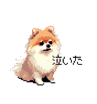 ドット絵 ポメラニアン 日常会話 40種 犬（個別スタンプ：38）