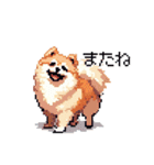 ドット絵 ポメラニアン 日常会話 40種 犬（個別スタンプ：39）