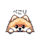 ドット絵 ポメラニアン 日常会話 40種 犬（個別スタンプ：40）