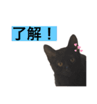 ケバブと田中クマ。連絡に使う編（個別スタンプ：1）
