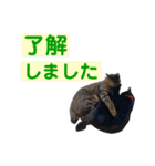 ケバブと田中クマ。連絡に使う編（個別スタンプ：6）