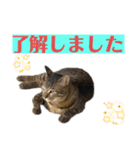 ケバブと田中クマ。連絡に使う編（個別スタンプ：8）