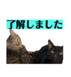 ケバブと田中クマ。連絡に使う編（個別スタンプ：9）