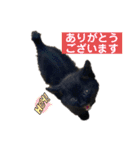 ケバブと田中クマ。連絡に使う編（個別スタンプ：15）