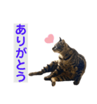 ケバブと田中クマ。連絡に使う編（個別スタンプ：24）