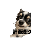 外斜視そら（個別スタンプ：10）
