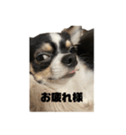 外斜視そら（個別スタンプ：13）
