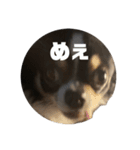 外斜視そら（個別スタンプ：23）