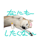 柴犬は最高その2（個別スタンプ：1）