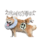 柴犬は最高その2（個別スタンプ：2）