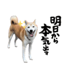 柴犬は最高その2（個別スタンプ：3）