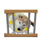 柴犬は最高その2（個別スタンプ：4）