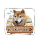 柴犬は最高その2（個別スタンプ：5）