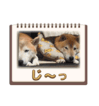 柴犬は最高その2（個別スタンプ：6）