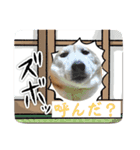 柴犬は最高その2（個別スタンプ：7）