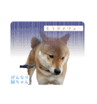 柴犬は最高その2（個別スタンプ：8）