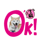 柴犬は最高その2（個別スタンプ：11）