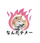 柴犬は最高その2（個別スタンプ：12）