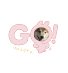 柴犬は最高その2（個別スタンプ：15）