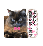 黒猫 ルナ院長126にゃんめ（個別スタンプ：1）