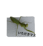 大阪出身のハラビロカマキリ（個別スタンプ：5）