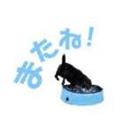 黒ラブジェイちゃんの使いやすいスタンプ2（個別スタンプ：8）