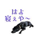 黒ラブジェイちゃんの使いやすいスタンプ2（個別スタンプ：11）