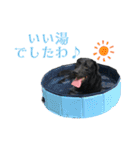黒ラブジェイちゃんの使いやすいスタンプ2（個別スタンプ：13）