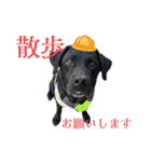 黒ラブジェイちゃんの使いやすいスタンプ2（個別スタンプ：14）
