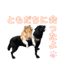 黒ラブジェイちゃんの使いやすいスタンプ2（個別スタンプ：16）