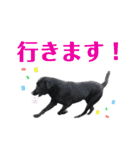 黒ラブジェイちゃんの使いやすいスタンプ2（個別スタンプ：19）