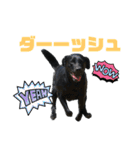 黒ラブジェイちゃんの使いやすいスタンプ2（個別スタンプ：23）