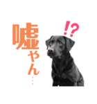 黒ラブジェイちゃんの使いやすいスタンプ2（個別スタンプ：25）