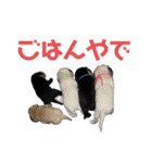 黒ラブジェイちゃんの使いやすいスタンプ2（個別スタンプ：31）