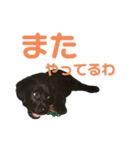 黒ラブジェイちゃんの使いやすいスタンプ2（個別スタンプ：36）