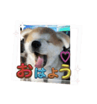 秋田犬りん♡（個別スタンプ：1）