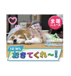 秋田犬りん♡（個別スタンプ：4）