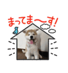 秋田犬りん♡（個別スタンプ：12）