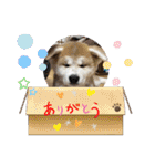 秋田犬りん♡（個別スタンプ：22）