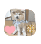 秋田犬りん♡（個別スタンプ：38）