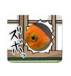 面白金魚スタンプ（個別スタンプ：20）