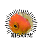 面白金魚スタンプ（個別スタンプ：21）